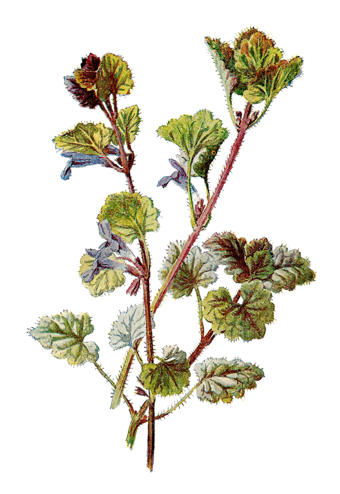 Ivy clipart illustrated. Antique images free botanical