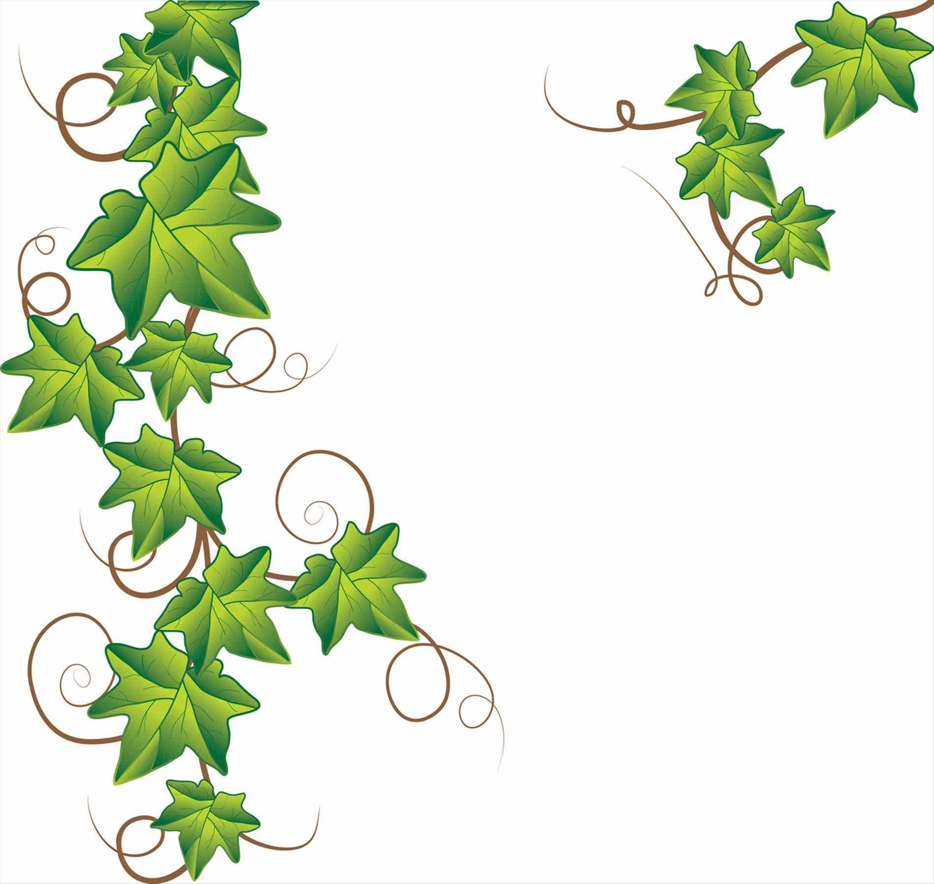 Poison plant drawing clip. Ivy clipart illustrated