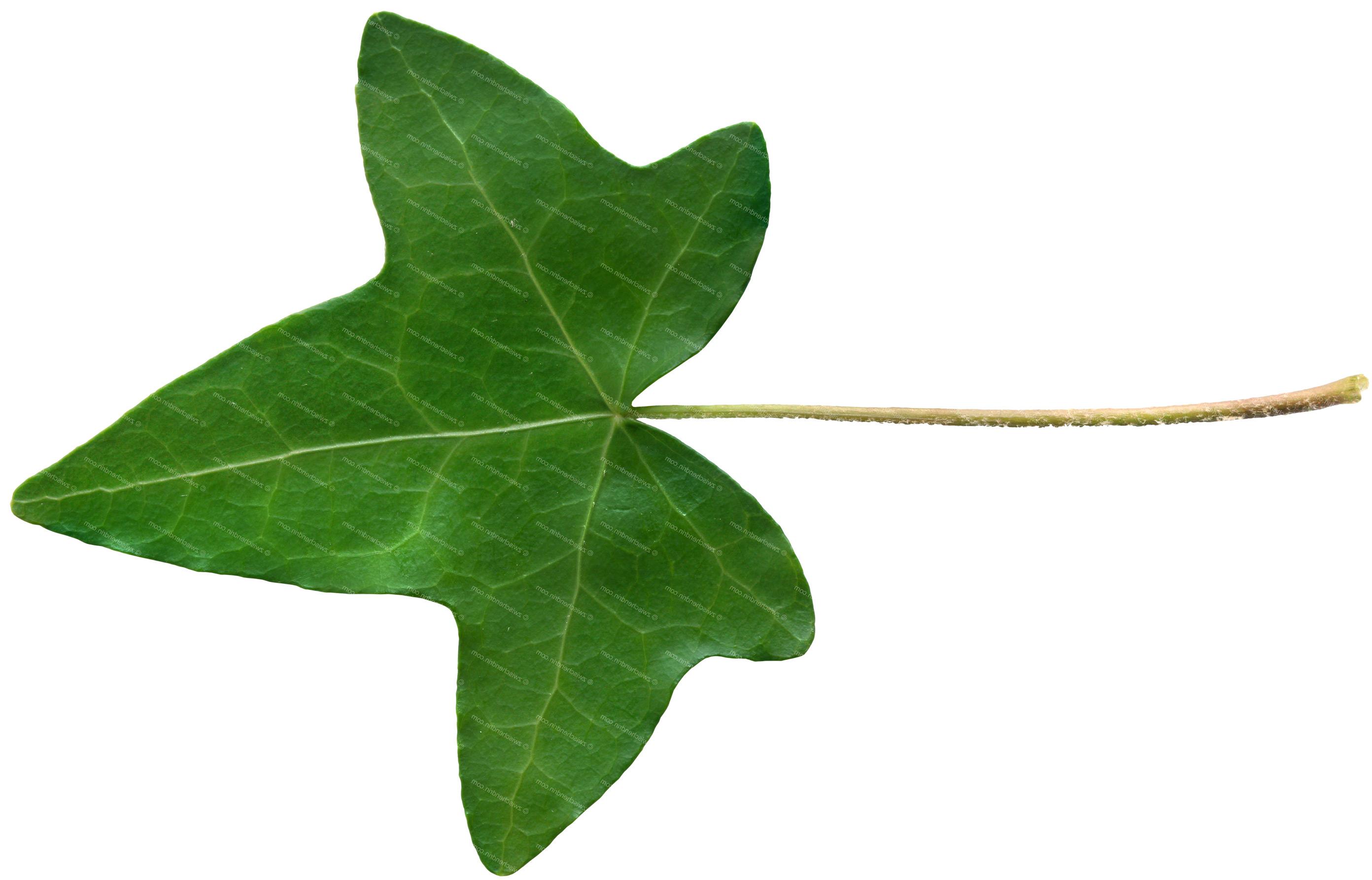 leaves clipart ivy leaf