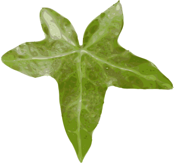 Ivy ivy leaves