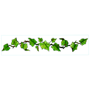 ivy clipart leafy vine