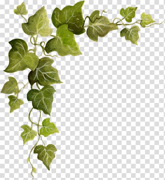 ivy clipart leafy vine