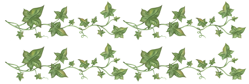 ivy clipart line