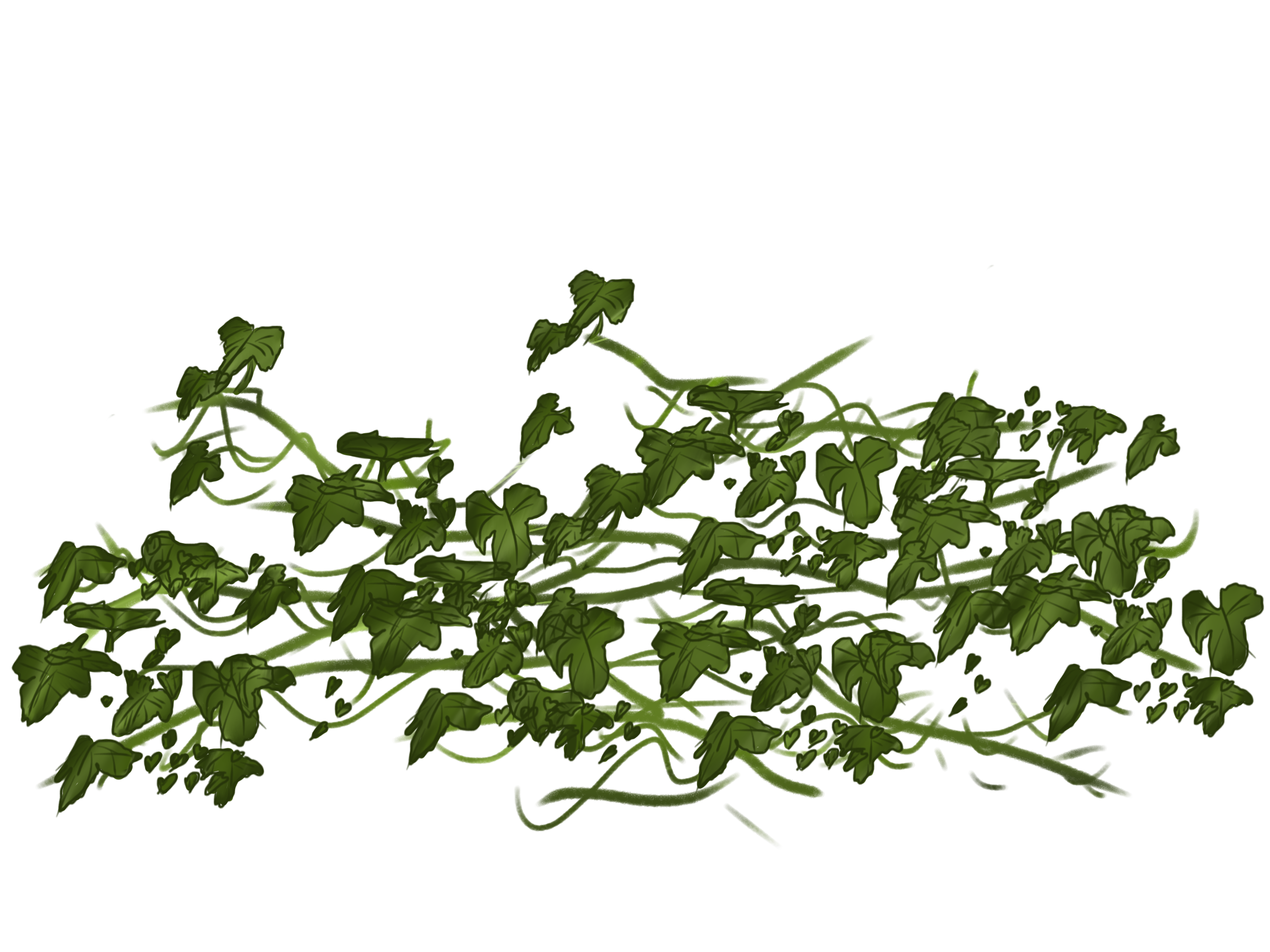 ivy clipart long vine