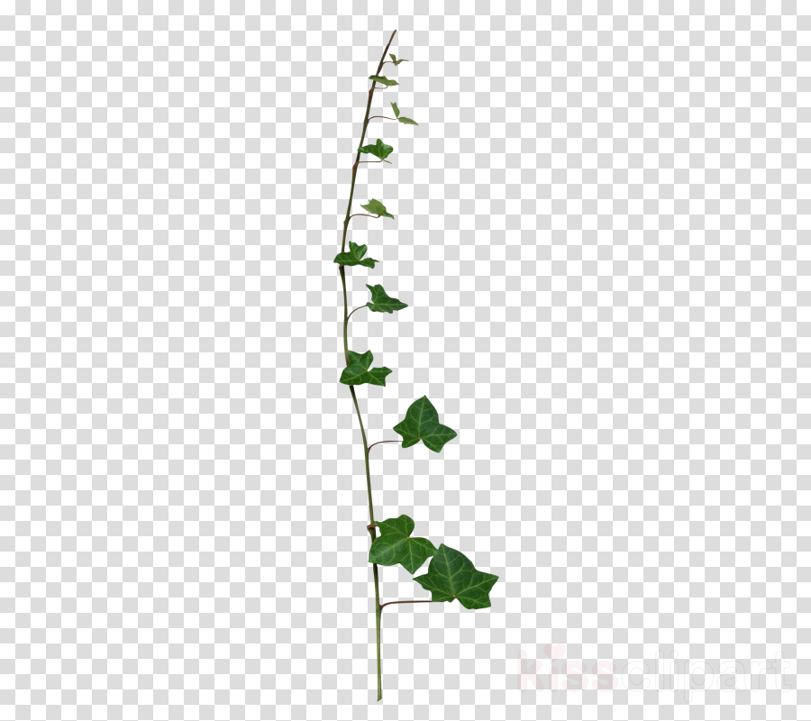 ivy clipart nature