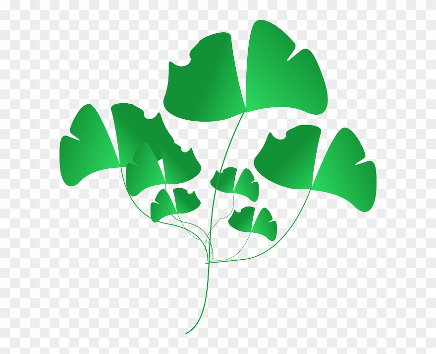 ivy clipart nature