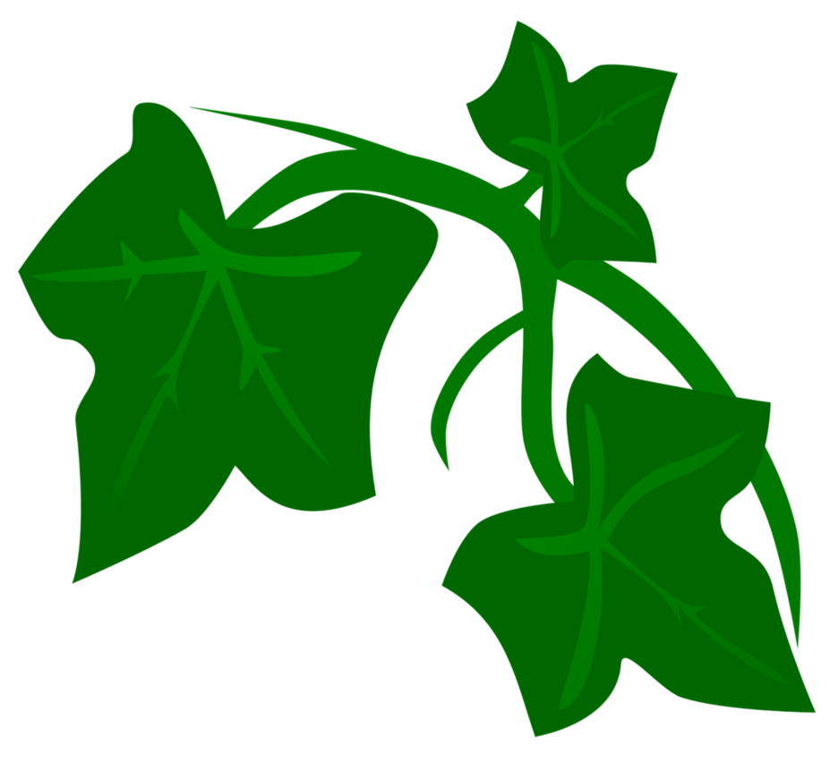 Ivy poison ivy