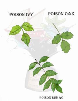 poison clipart poisonous plant