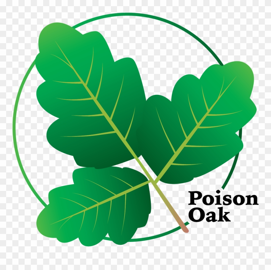 ivy clipart poison oak