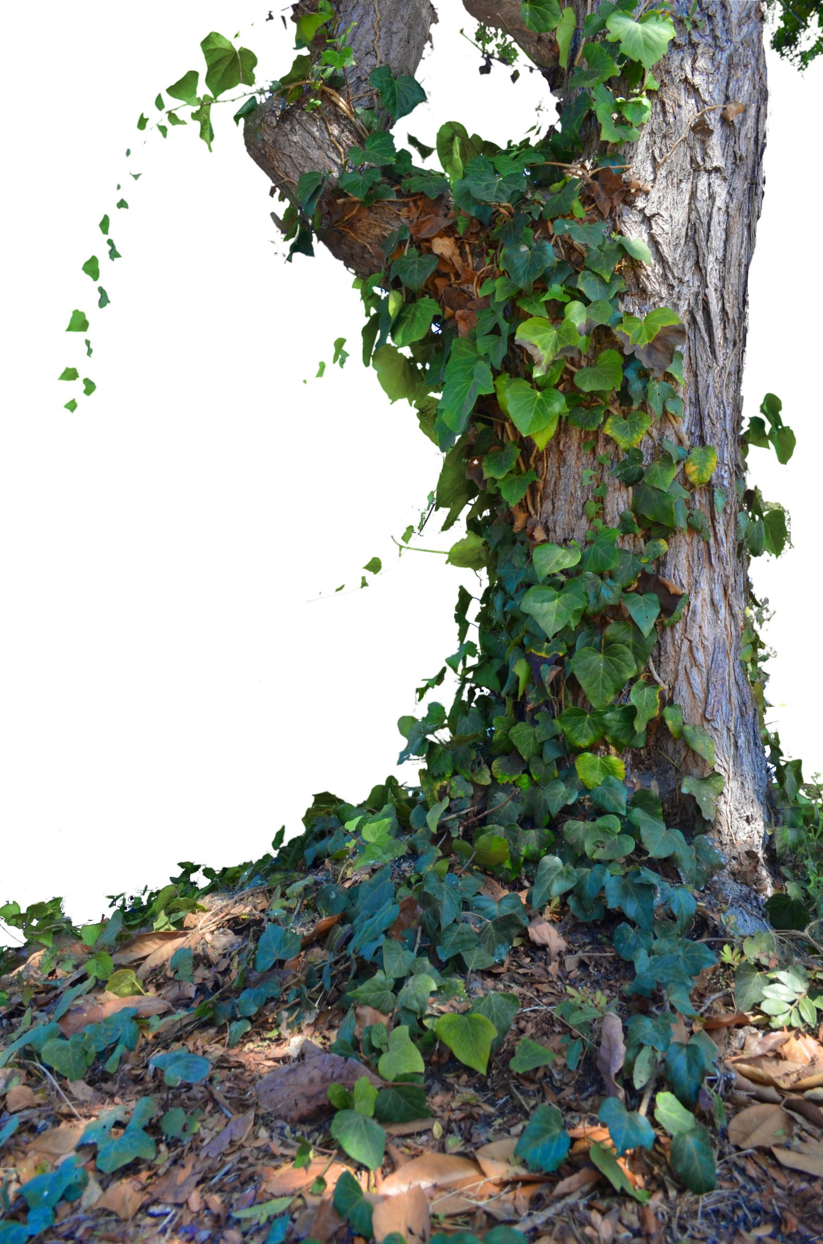 Tree with stock photo. Pearl clipart ivy