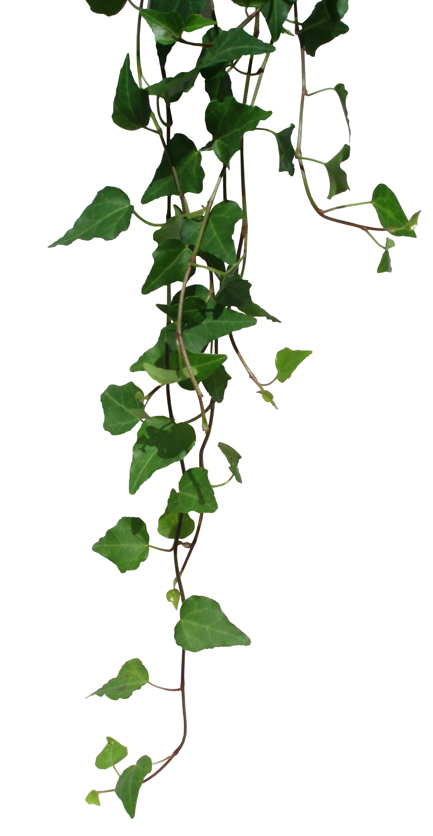 Ivy clipart rainforest vine.  collection of vines