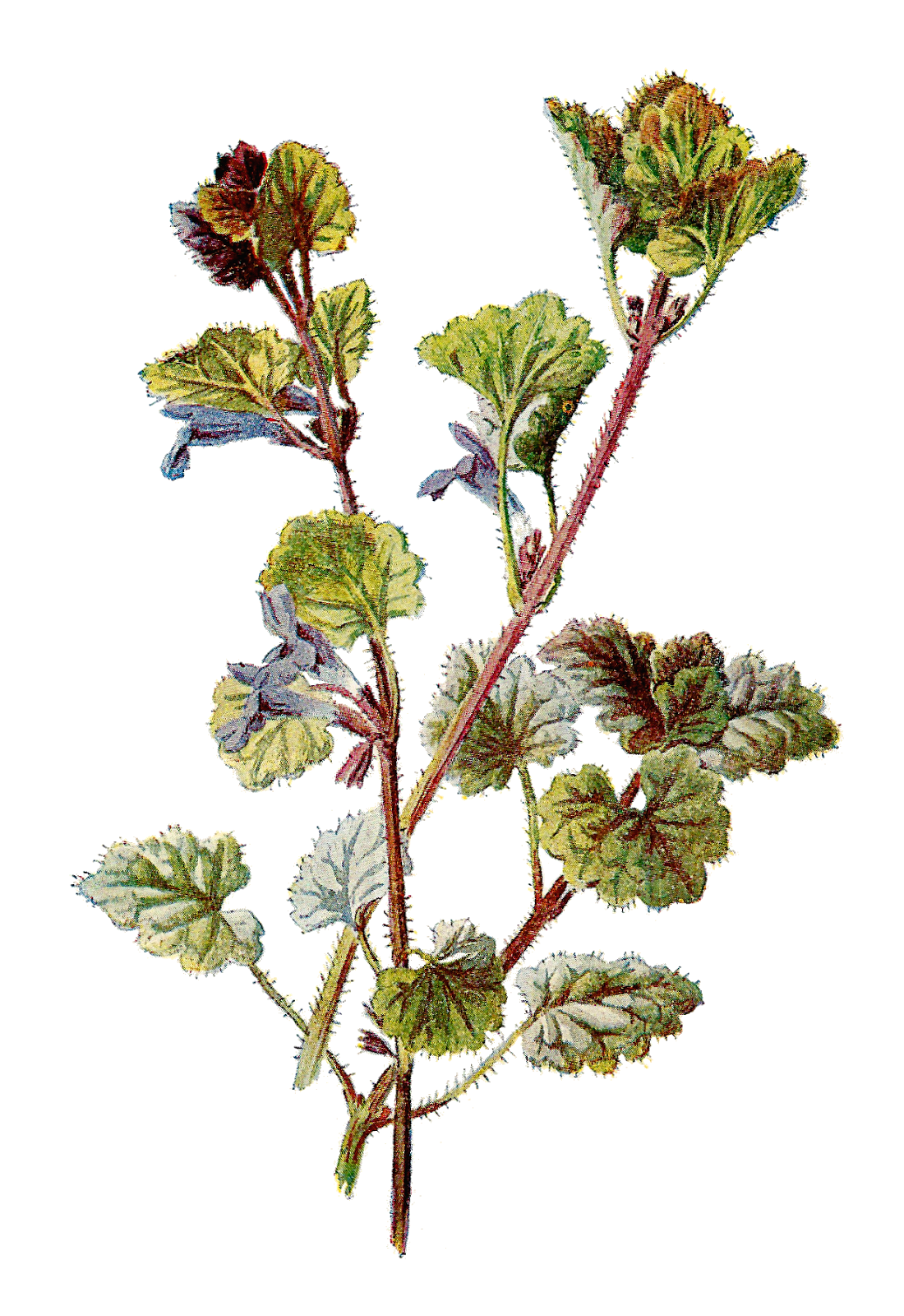 Ivy clipart simple. Antique images free botanical