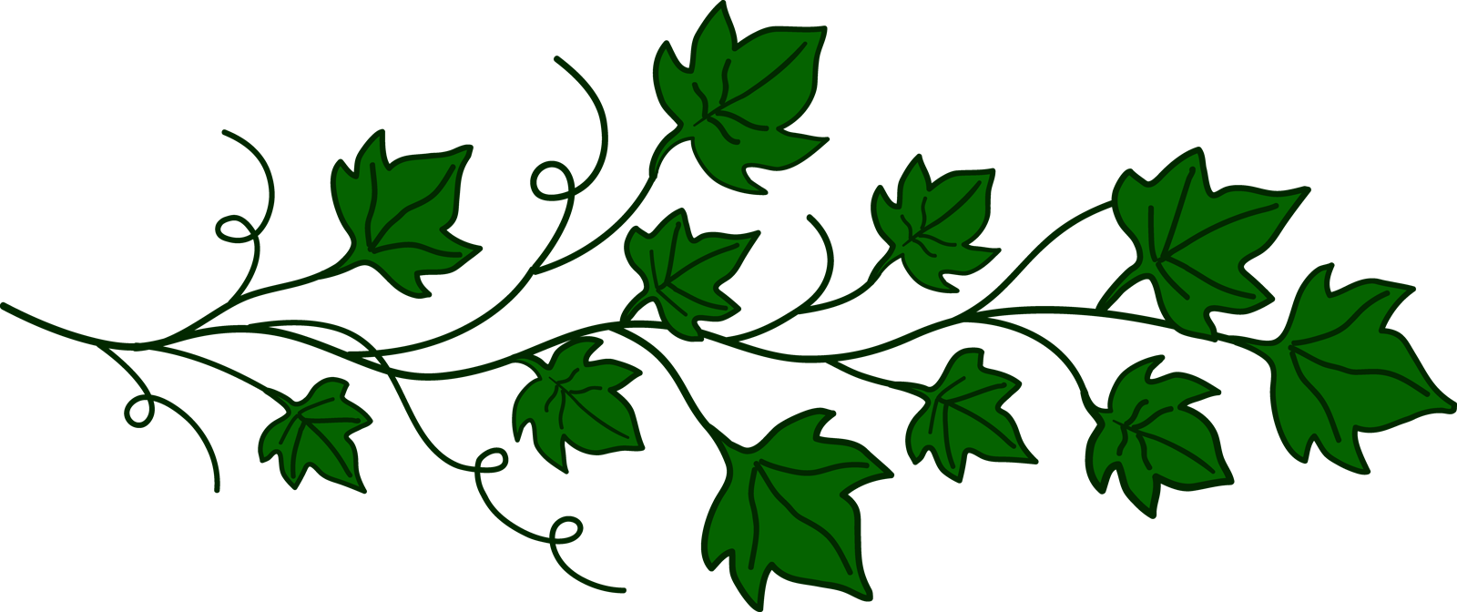 ivy clipart transparent background vine