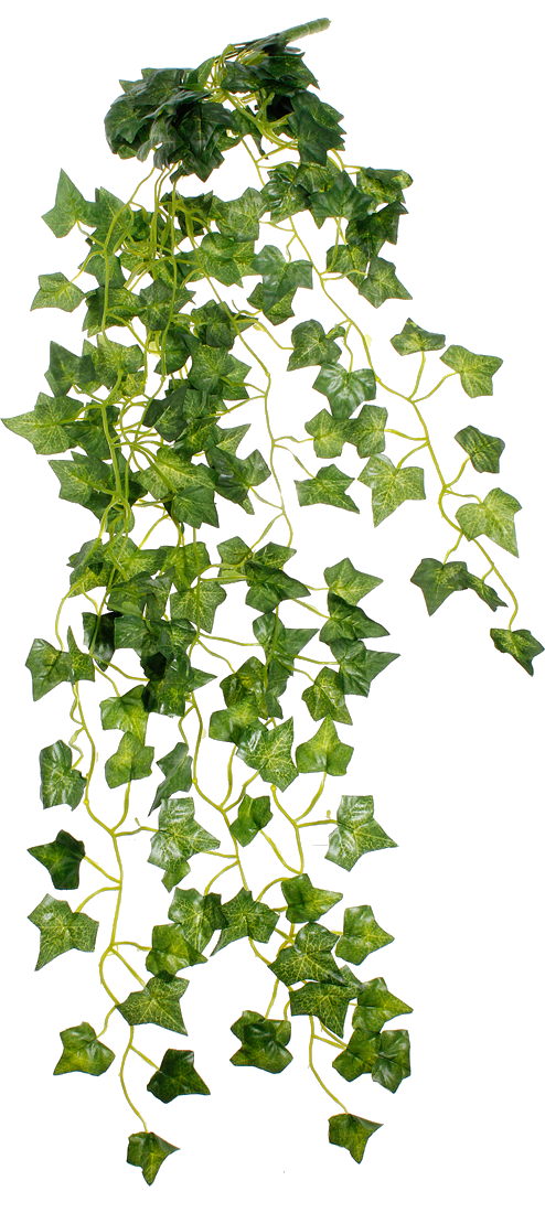 Ivy transparent background vine