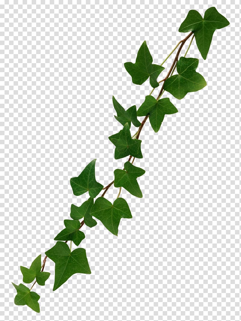 Ivy clipart transparent background vine, Ivy transparent background ...