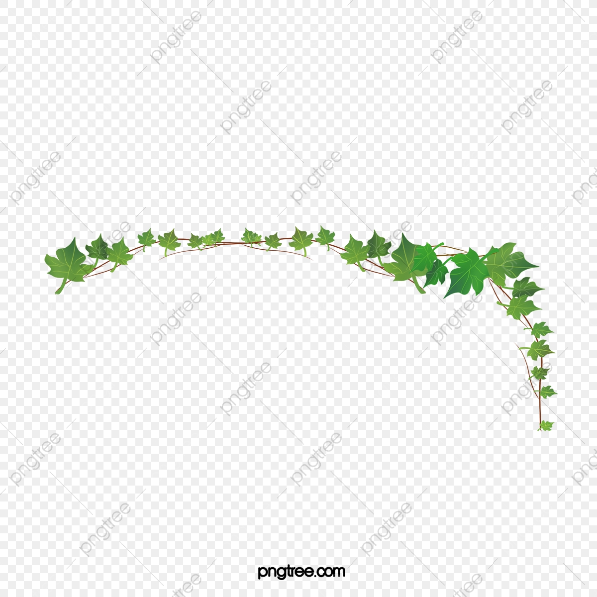 Vine branch frame png. Ivy clipart tree
