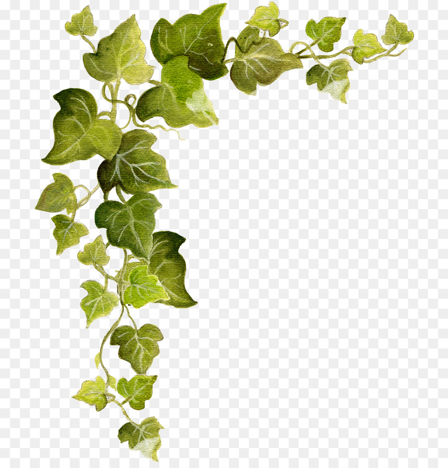 Ivy clipart tree. Family background vine leaf