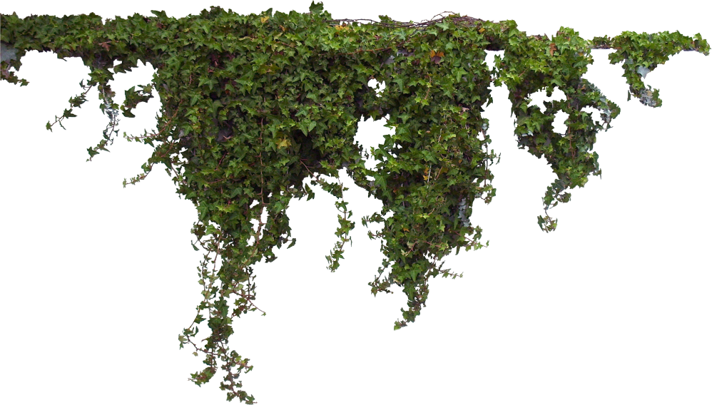 Ivy clipart vine plant. Greenery freetoedit report abuse