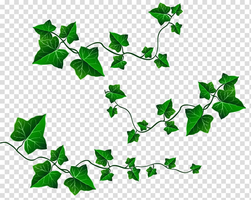 ivy clipart wine leaves