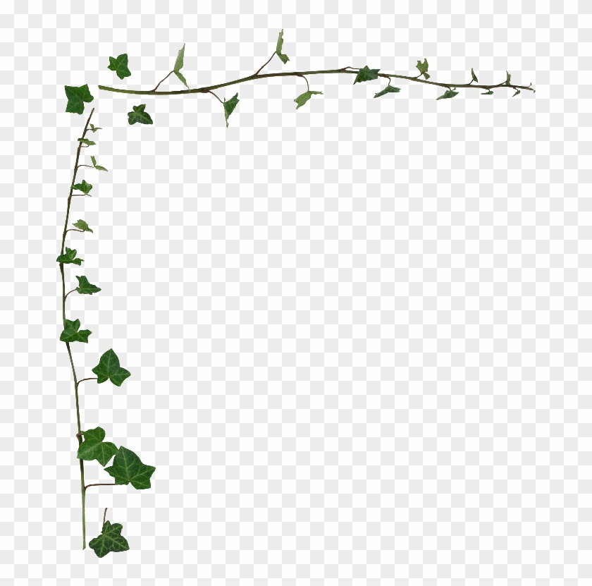 ivy clipart wine leaves