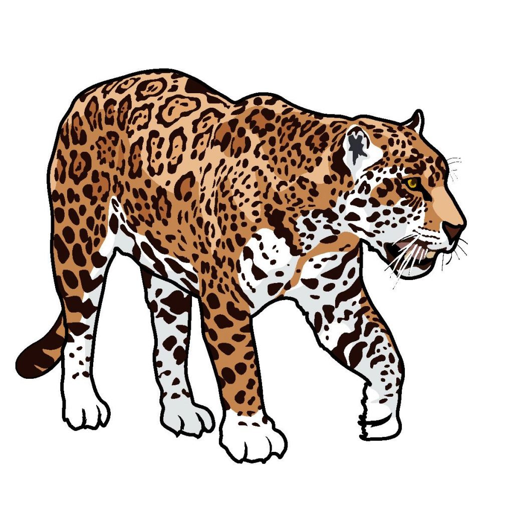 leopard clipart jaguar