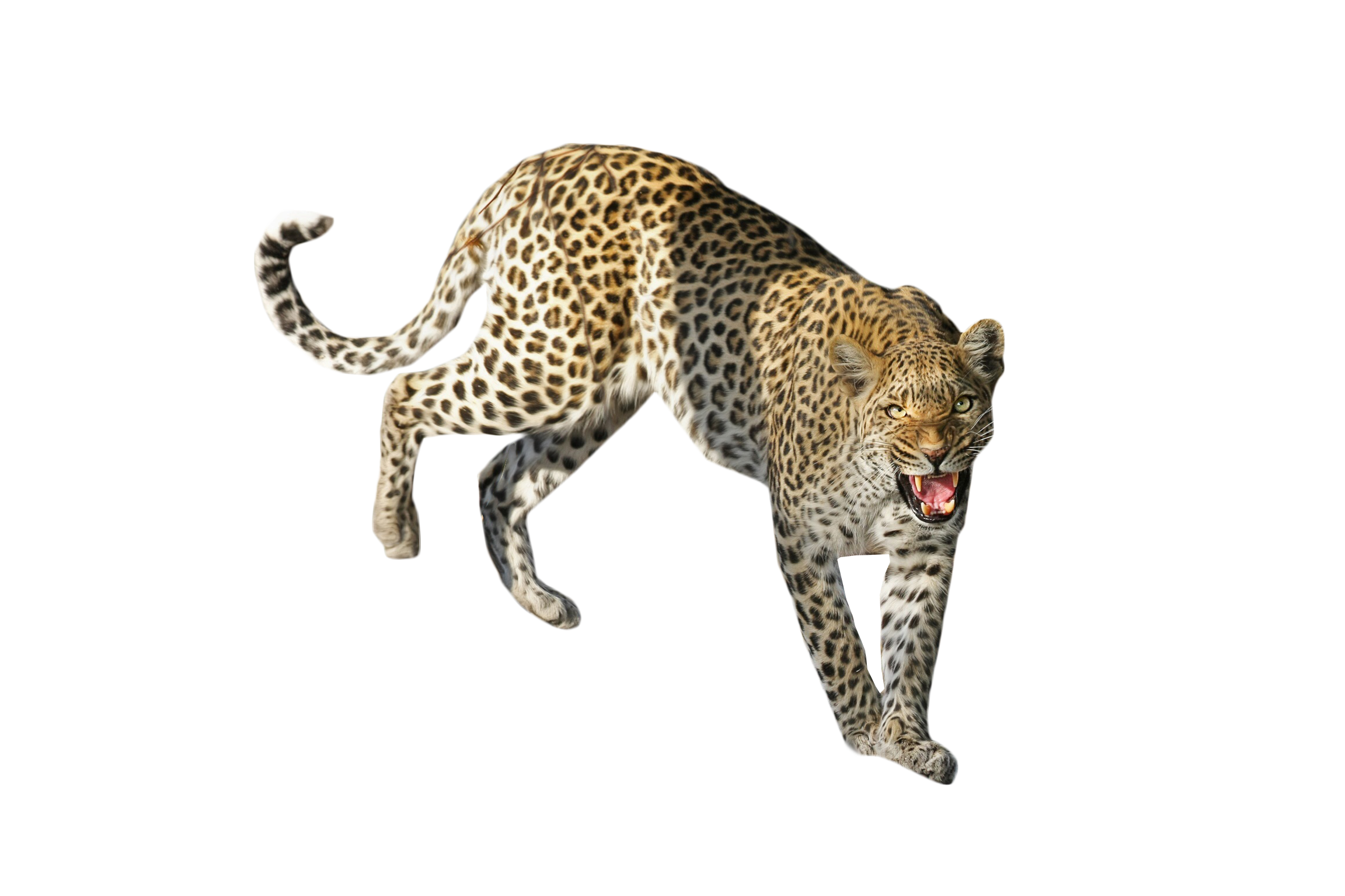 leopard clipart lion