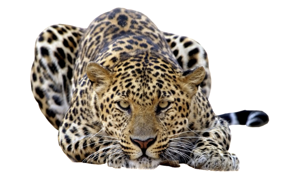 Free Free Transparent Cheetah Print Svg Free 347 SVG PNG EPS DXF File