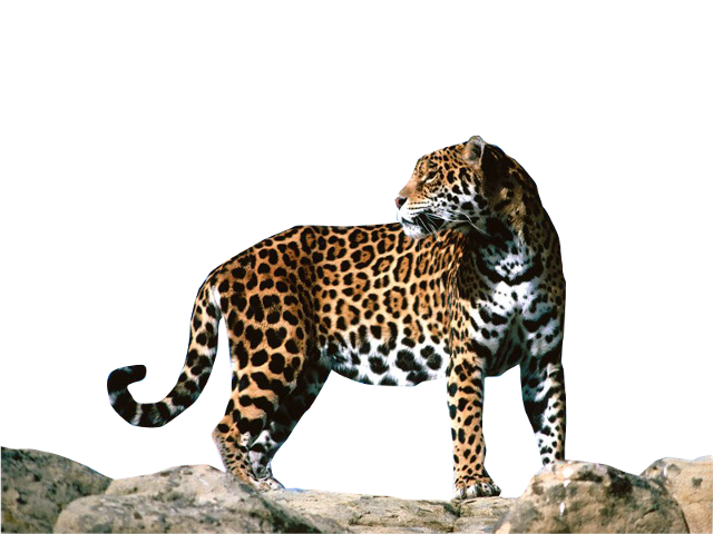 jaguar clipart african leopard