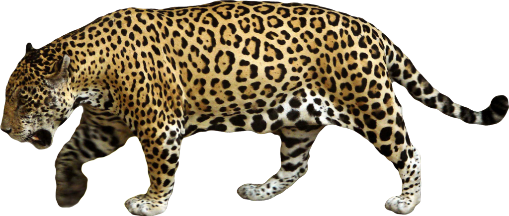 leopard clipart jaguar animal