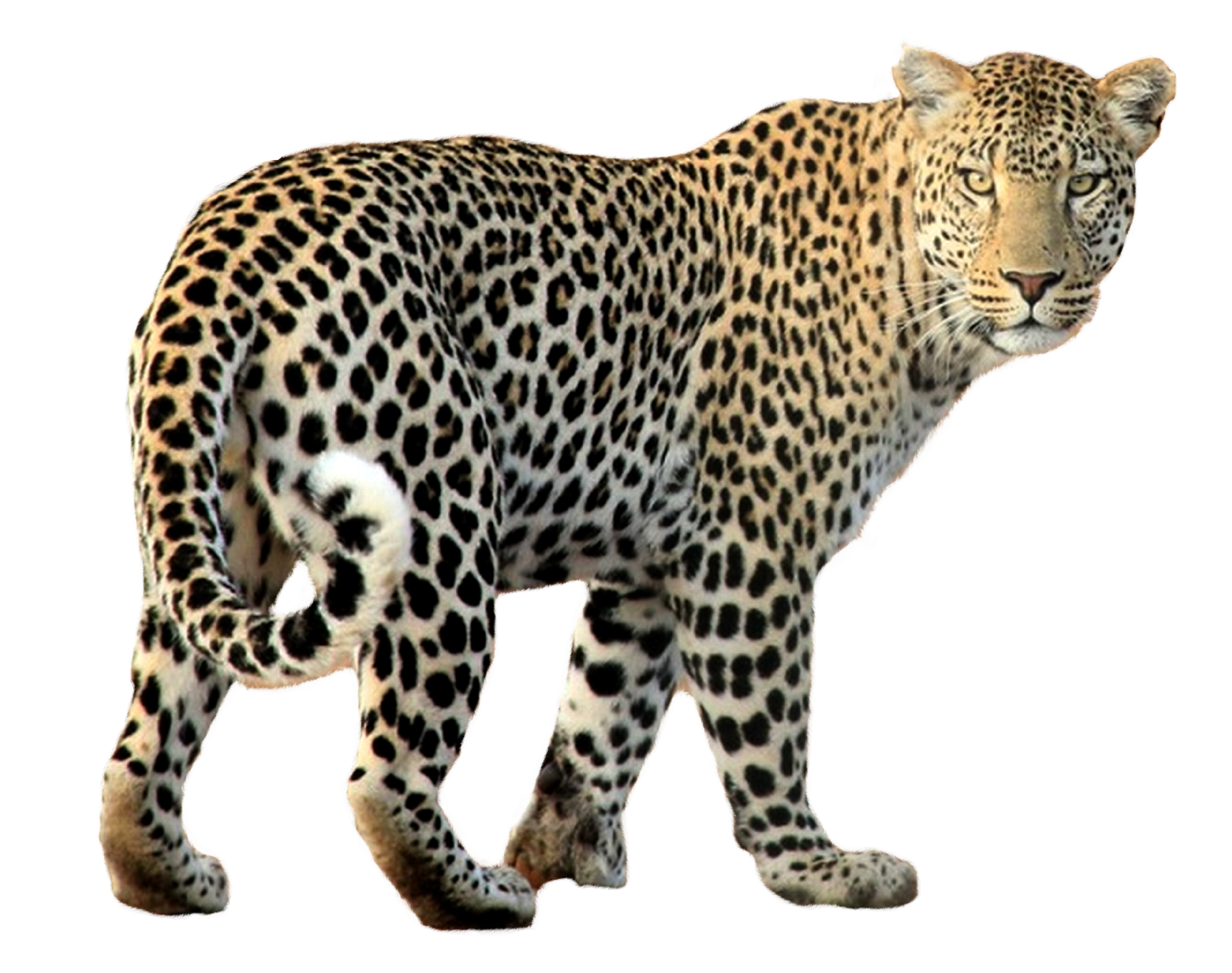 leopard clipart lion