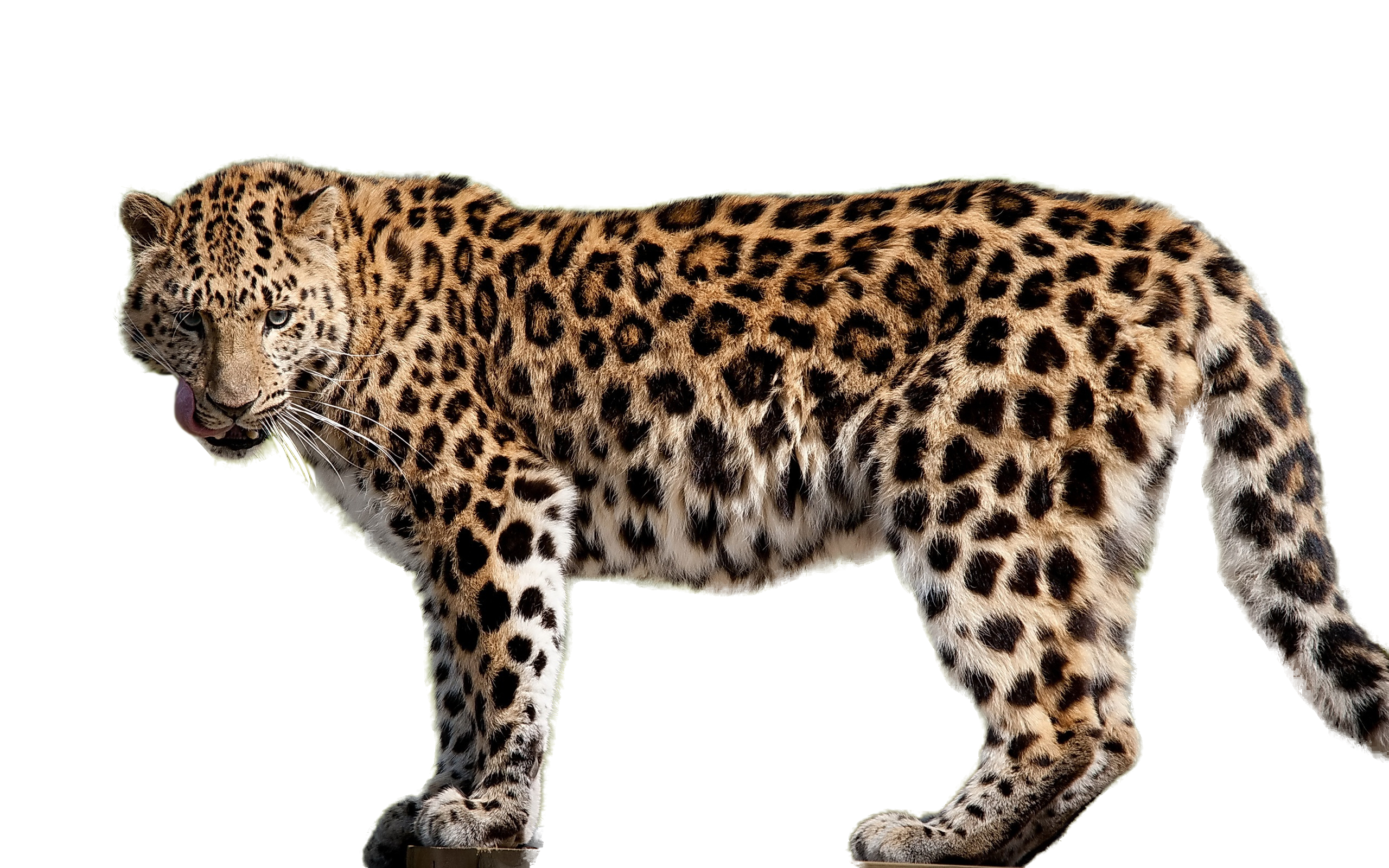 leopard clipart african leopard