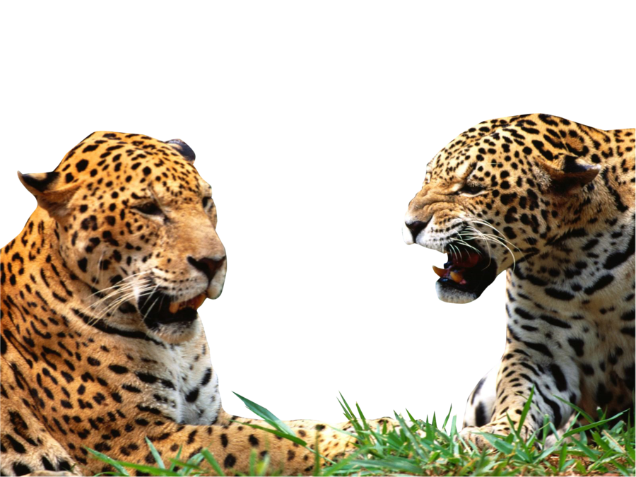 leopard clipart rainforest jaguar