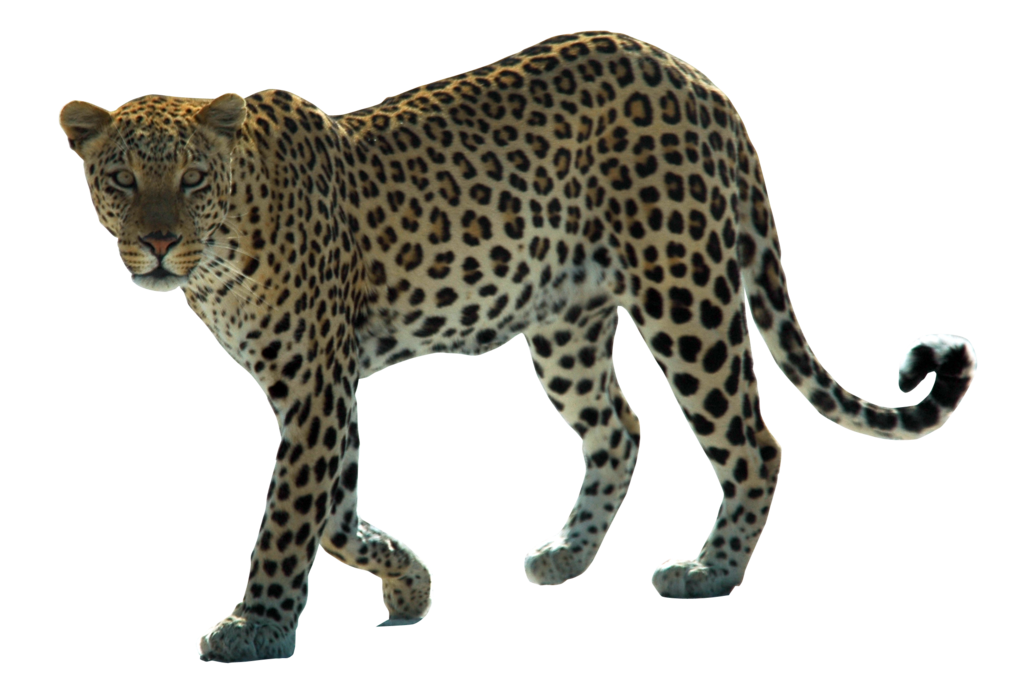 jaguar clipart amur leopard