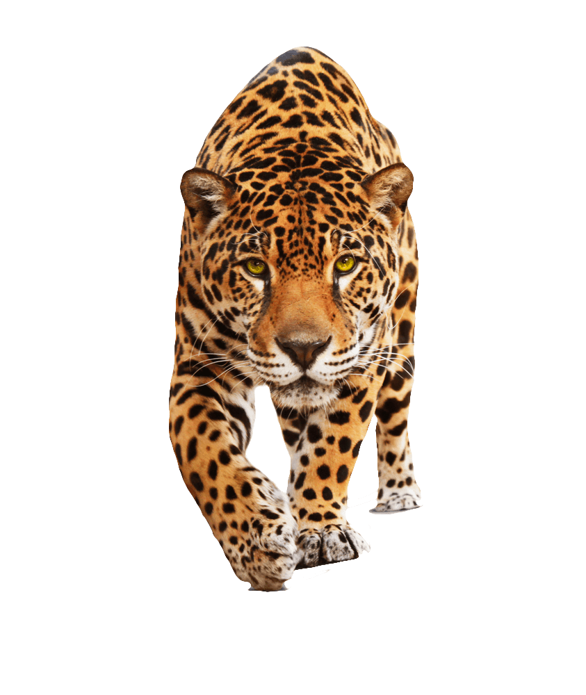leopard clipart rainforest jaguar