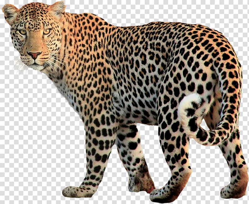 jaguar clipart animal south african