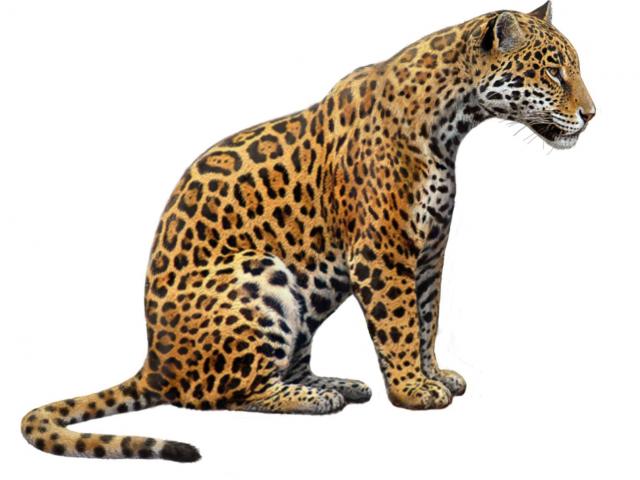 jaguar clipart animal south african