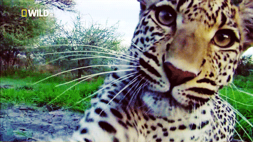 jaguar clipart animation