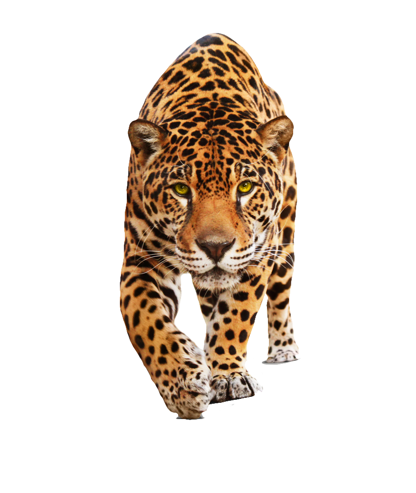 leopard clipart jaguar football