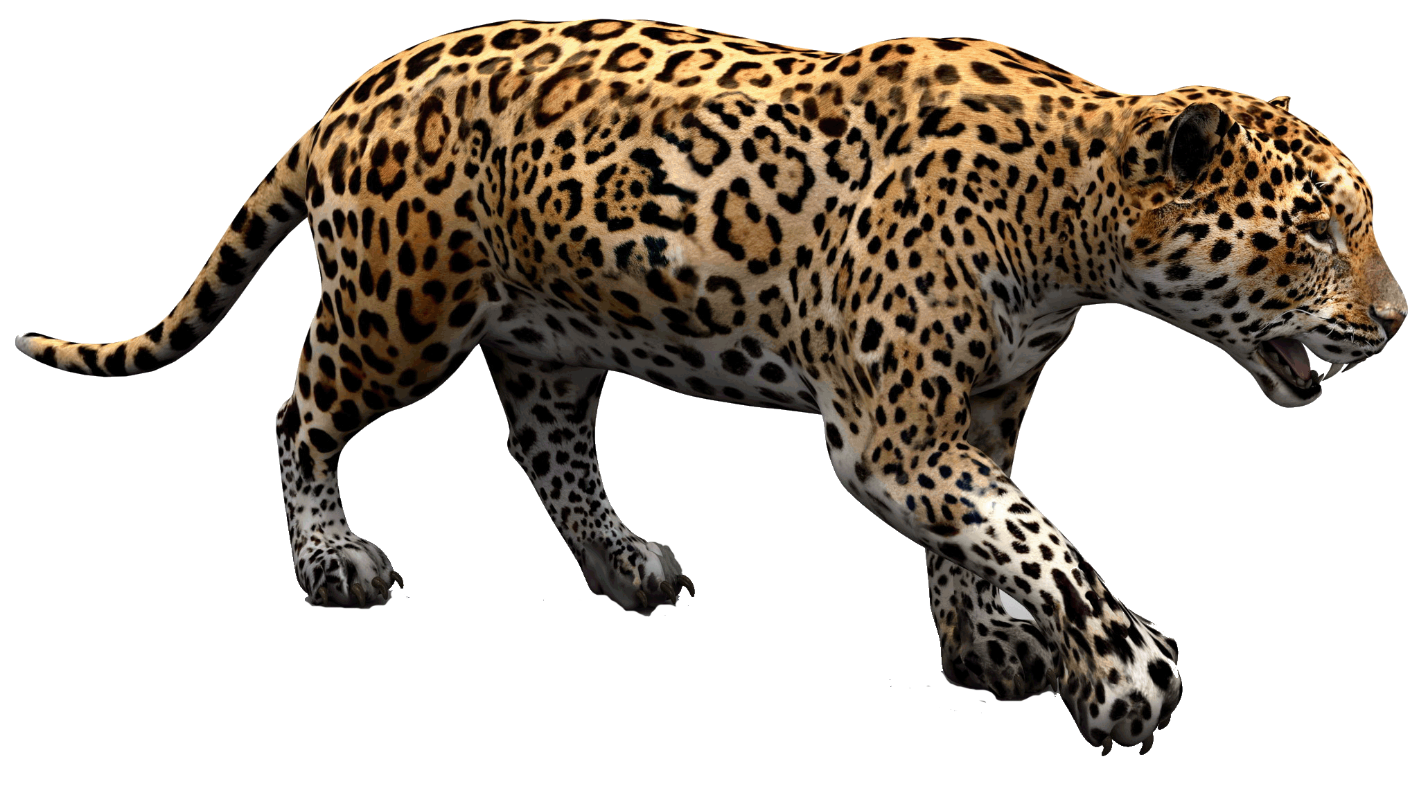 Jaguar baby jaguar