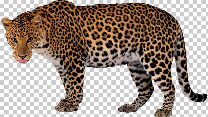 jaguar clipart big 5