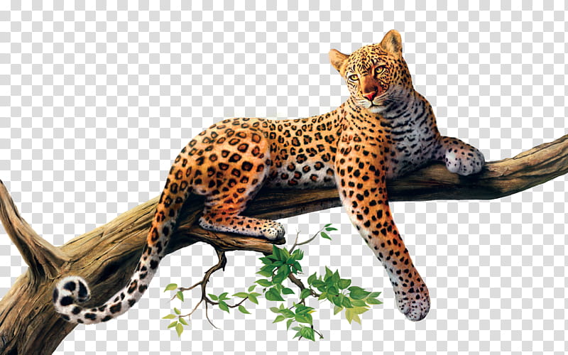 jaguar clipart border