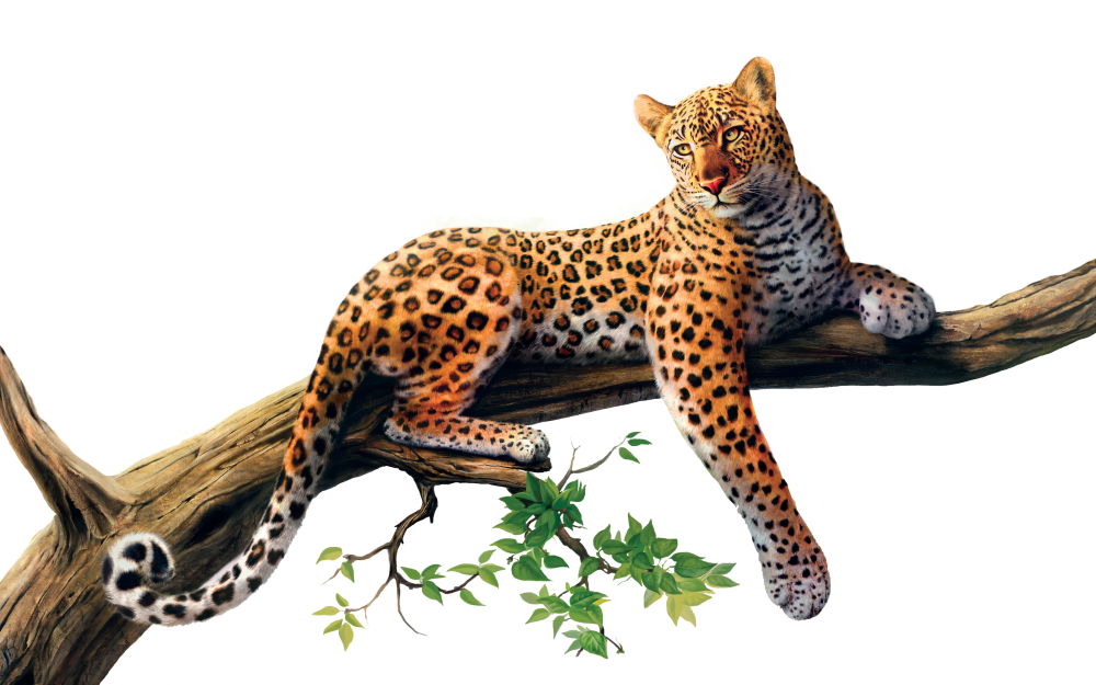 Jaguar clipart branch, Jaguar branch Transparent FREE for download on