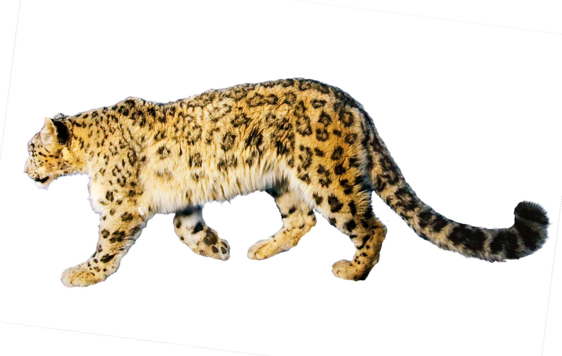 jaguar clipart branch