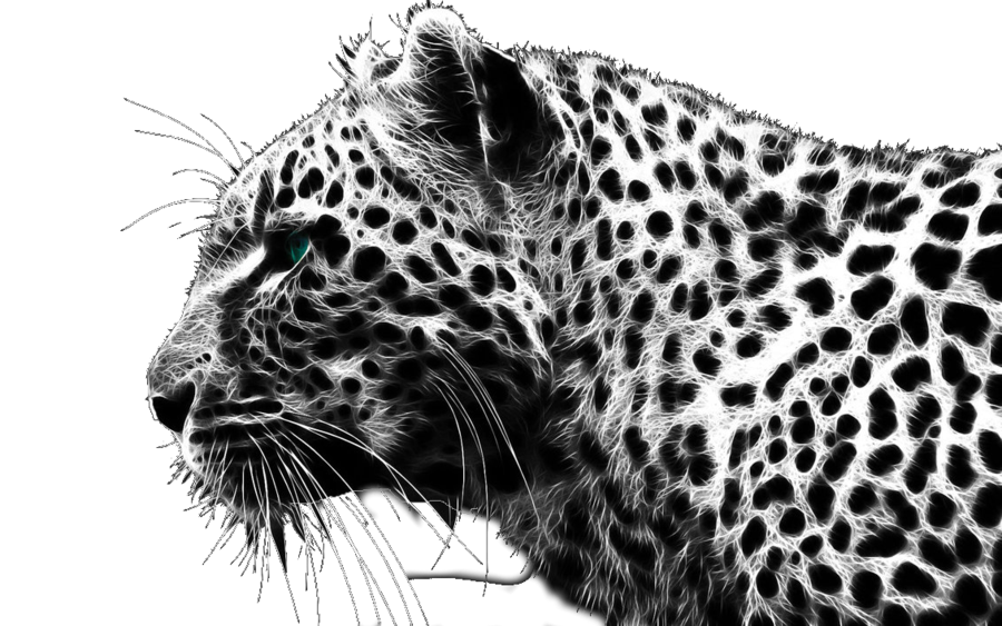Cheetah png transparent images. Leopard clipart chita