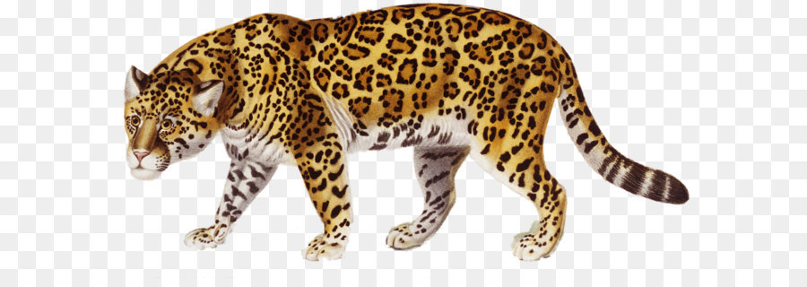 jaguar clipart clear