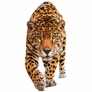 jaguar clipart dnd