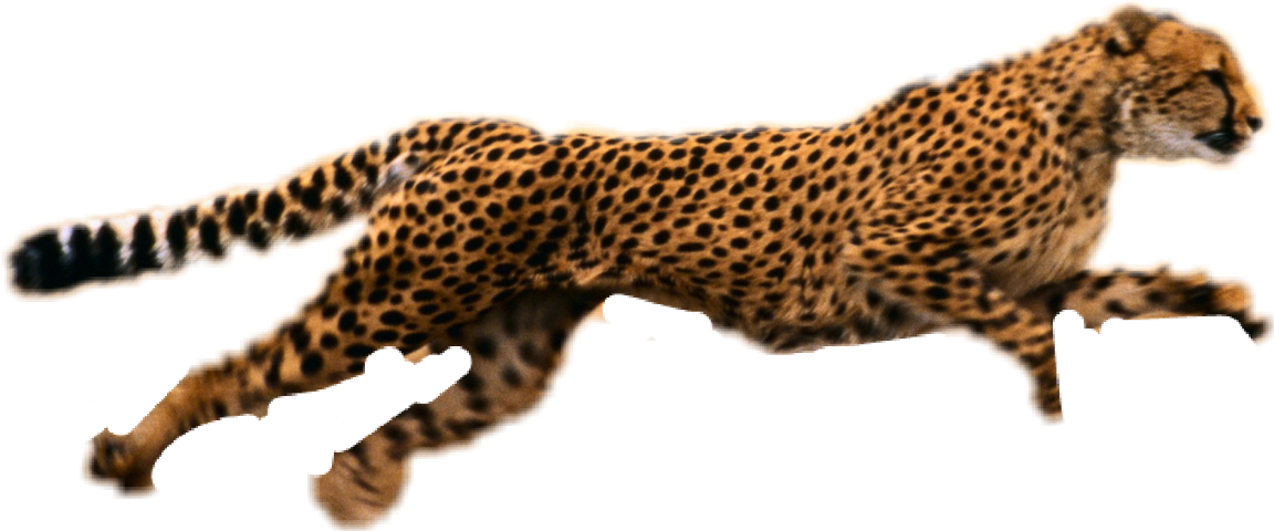 jaguar clipart endangered animal