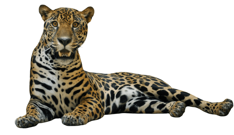 leopard clipart jaguar
