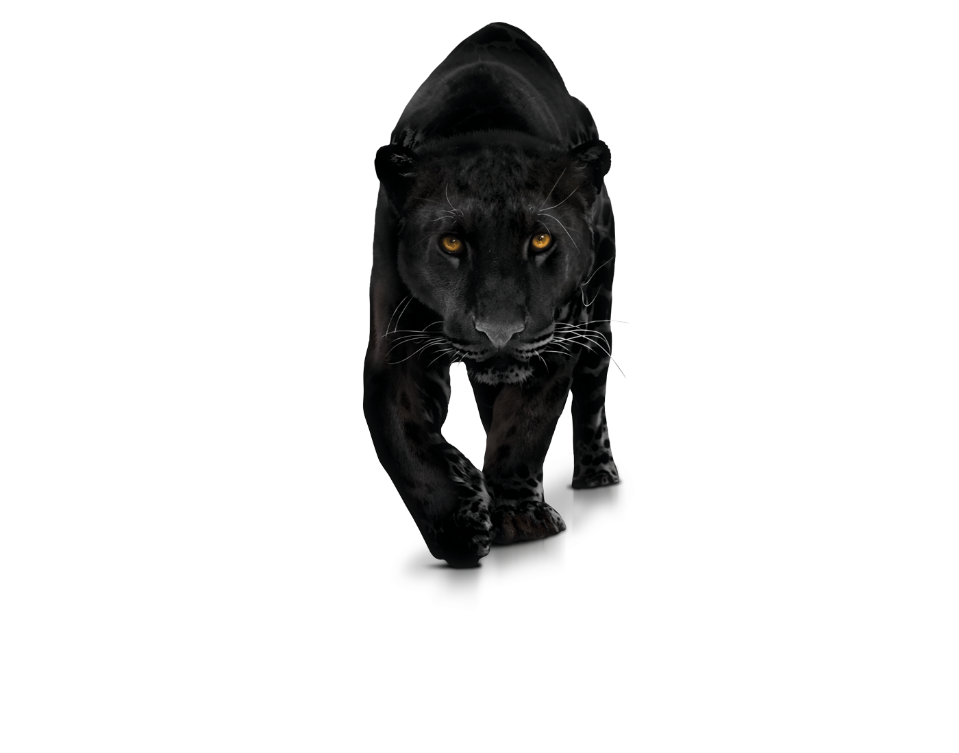 panther clipart transparent background