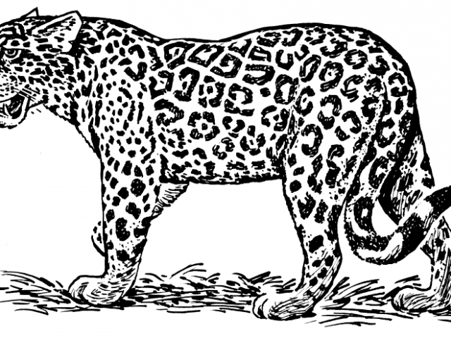 jaguar clipart jag